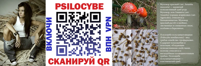 Псилоцибиновые грибы Psilocybe  купить   Анадырь 